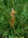 Carex leporina. Соцветие. Хабаровск, поле за поворотом на пос. Красная речка. 25.06.2015.