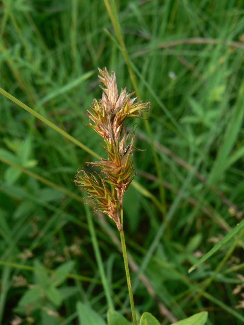 Image of Carex leporina specimen.