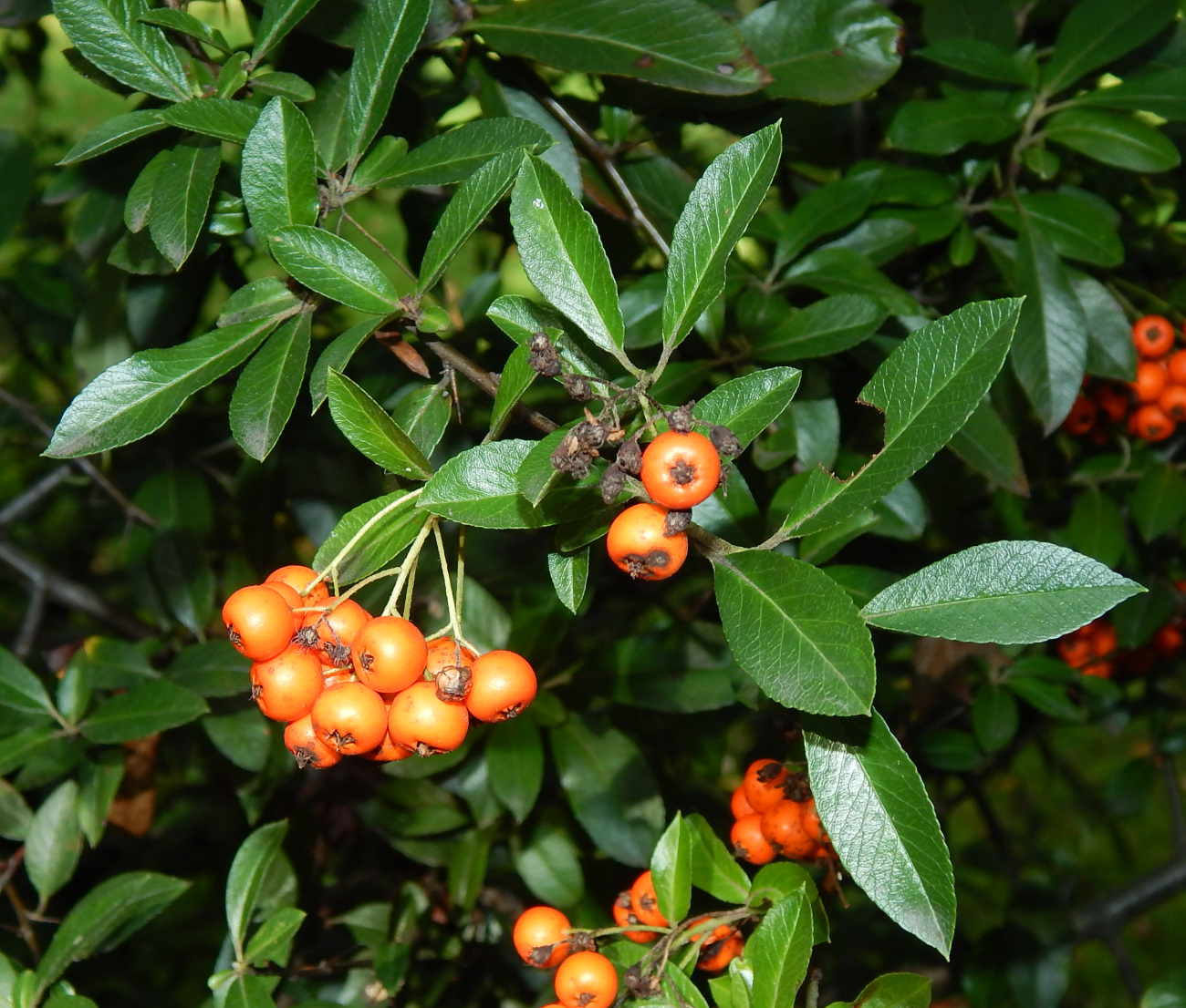 Image of Pyracantha coccinea specimen.