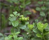 Vaccinium vitis-idaea. Верхушка побега с незрелыми плодами. Владимирская обл., Сулогодский р-н, окр. дер. Митино, лесная вырубка. 03.07.2021.