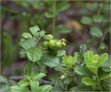 Vaccinium vitis-idaea. Верхушка побега с незрелыми плодами. Владимирская обл., Сулогодский р-н, окр. дер. Митино, лесная вырубка. 03.07.2021.