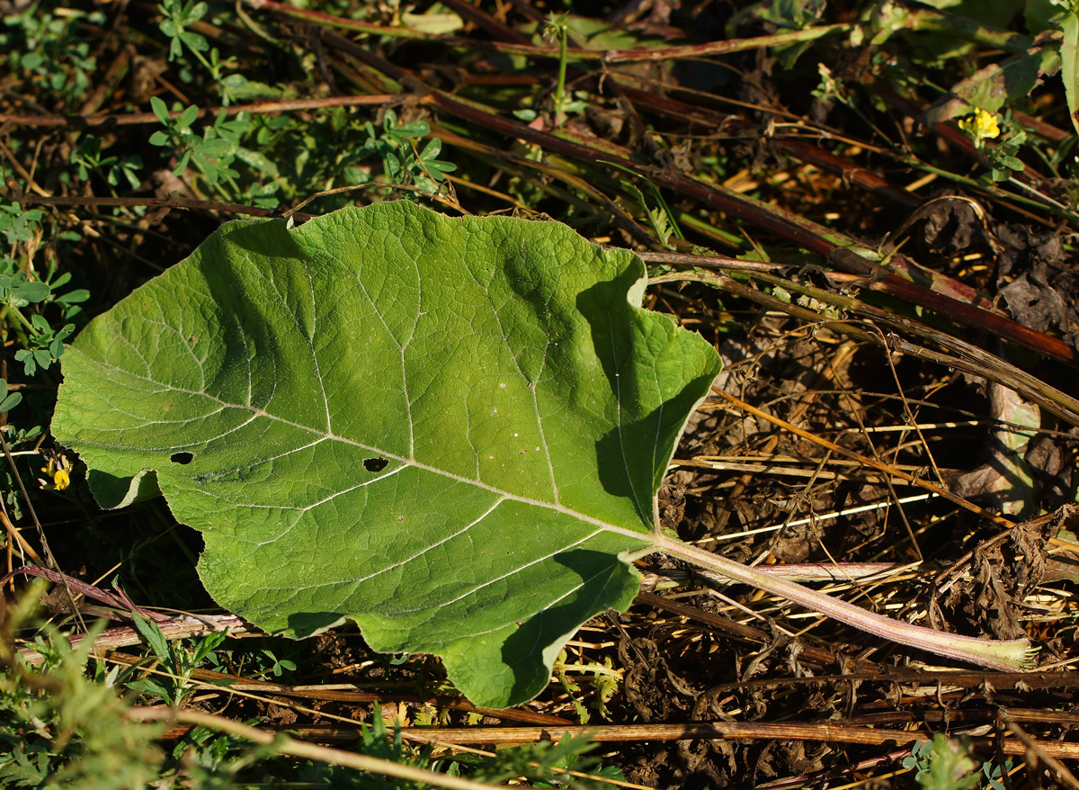 Изображение особи Arctium tomentosum.