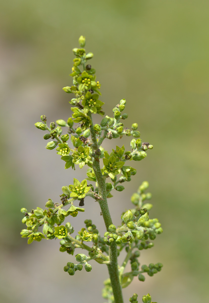 Изображение особи Veratrum lobelianum.