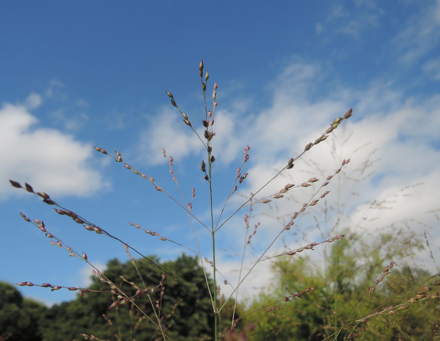 Image of Panicum virgatum specimen.