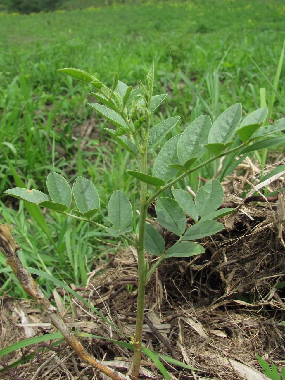 Image of Glycyrrhiza glabra specimen.