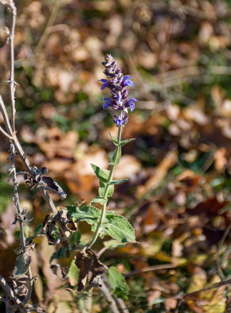 Изображение особи род Salvia.