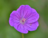 Geranium sanguineum. Цветок. Республика Северная Осетия-Алания, Ирафский р-н, Большой Кавказ, Гуларский хр., правый склон ущелья р. Гулардон в р-не ведущей на перевал Гуларвцек старой геологической дороги, ≈ 2480 м н.у.м., каменистый склон. 07.07.2021.