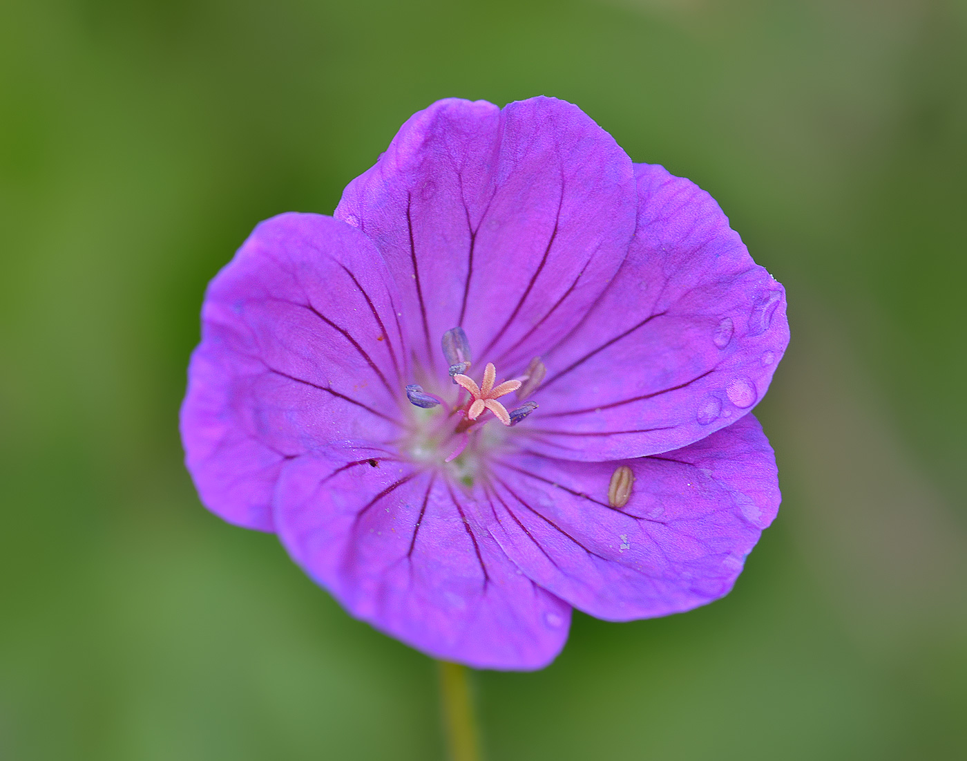 Изображение особи Geranium sanguineum.