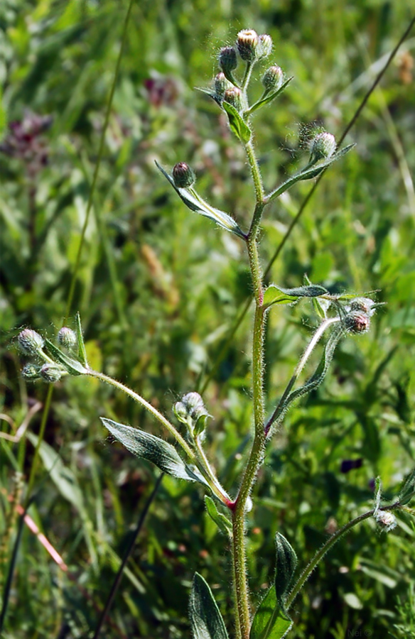 Image of Erigeron acris specimen.