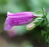 Digitalis purpurea. Цветок и бутон. Московская обл., Одинцовский р-н, г. Кубинка, цветник. 25.07.2021.