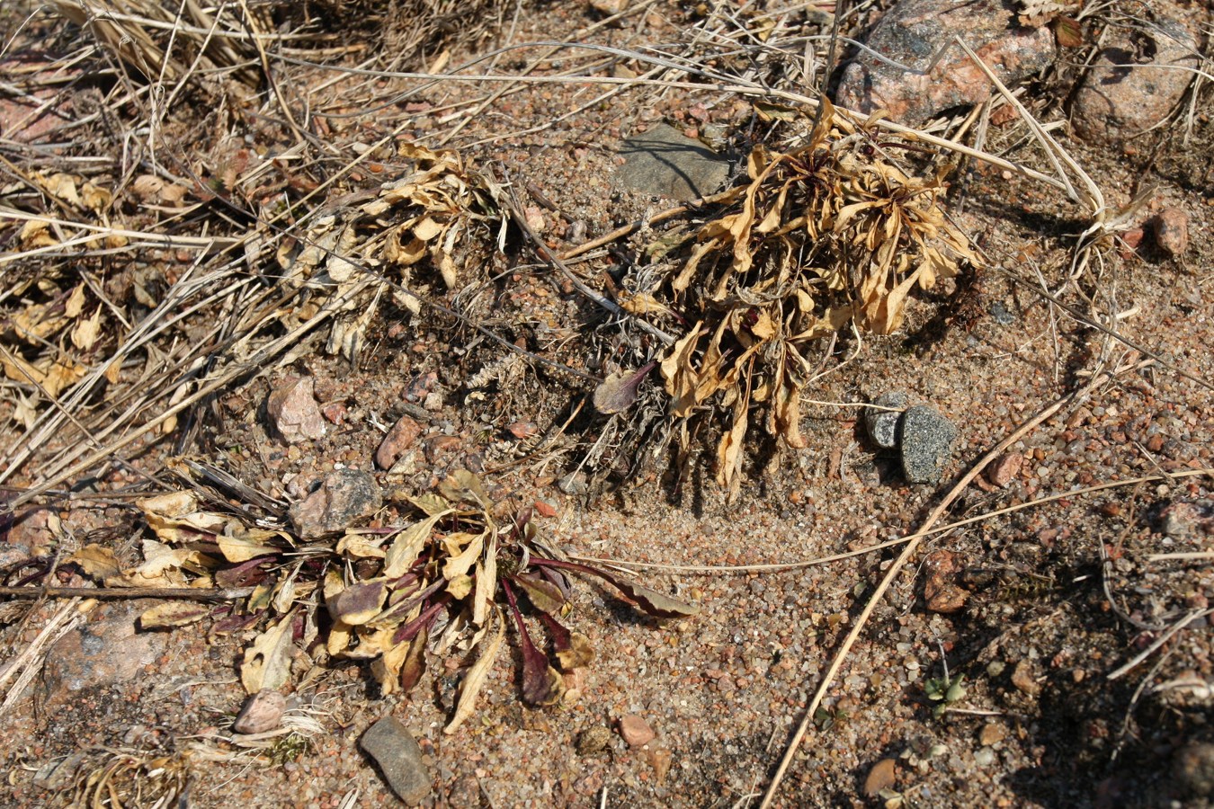 Image of Silene nutans specimen.