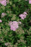 Spiraea japonica. Верхушки побегов с соцветиями разной степени развития. Томская обл., г. Томск, Академгородок, в культуре. 07.07.2021.