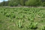 Veratrum lobelianum