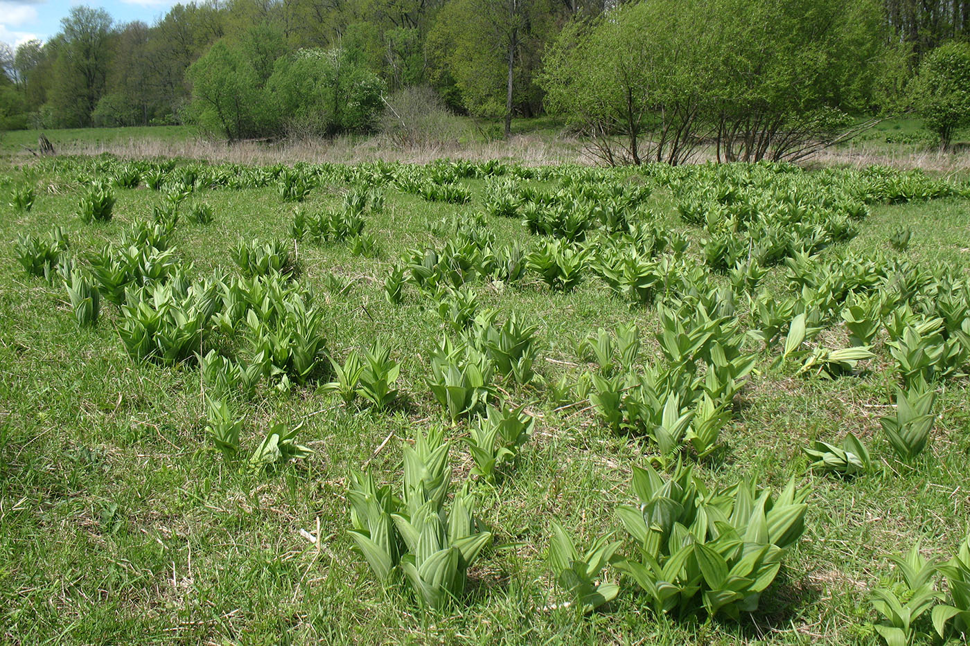 Изображение особи Veratrum lobelianum.