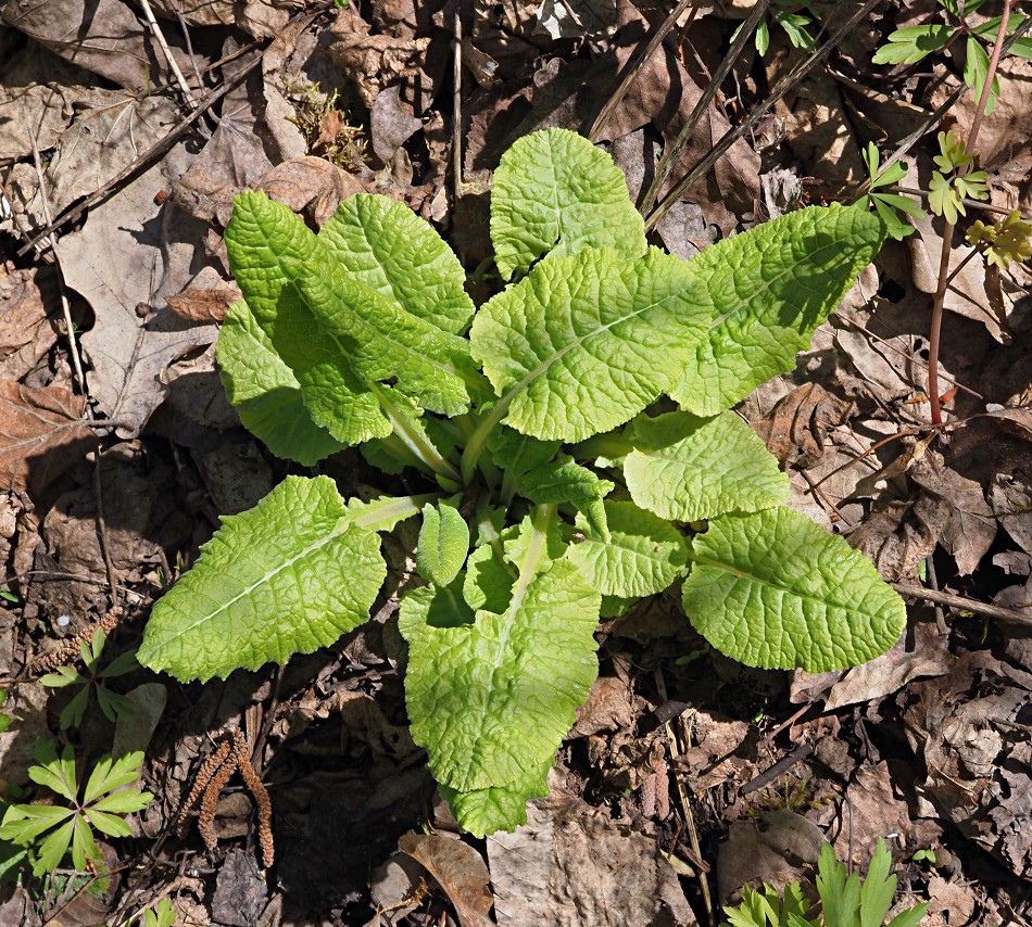 Изображение особи Primula macrocalyx.