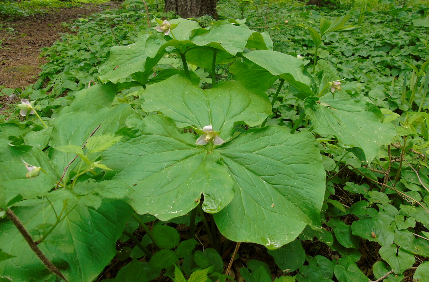 Image of Trillium tschonoskii specimen.