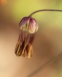 Thalictrum foetidum