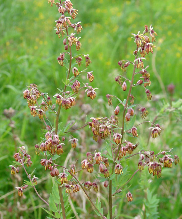 Изображение особи Thalictrum simplex.