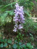 Dactylorhiza fuchsii