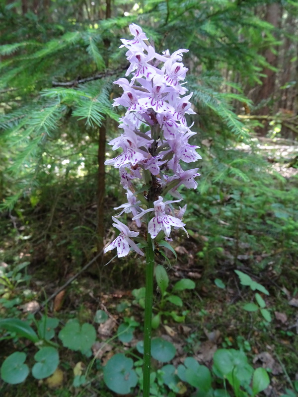 Image of Dactylorhiza fuchsii specimen.