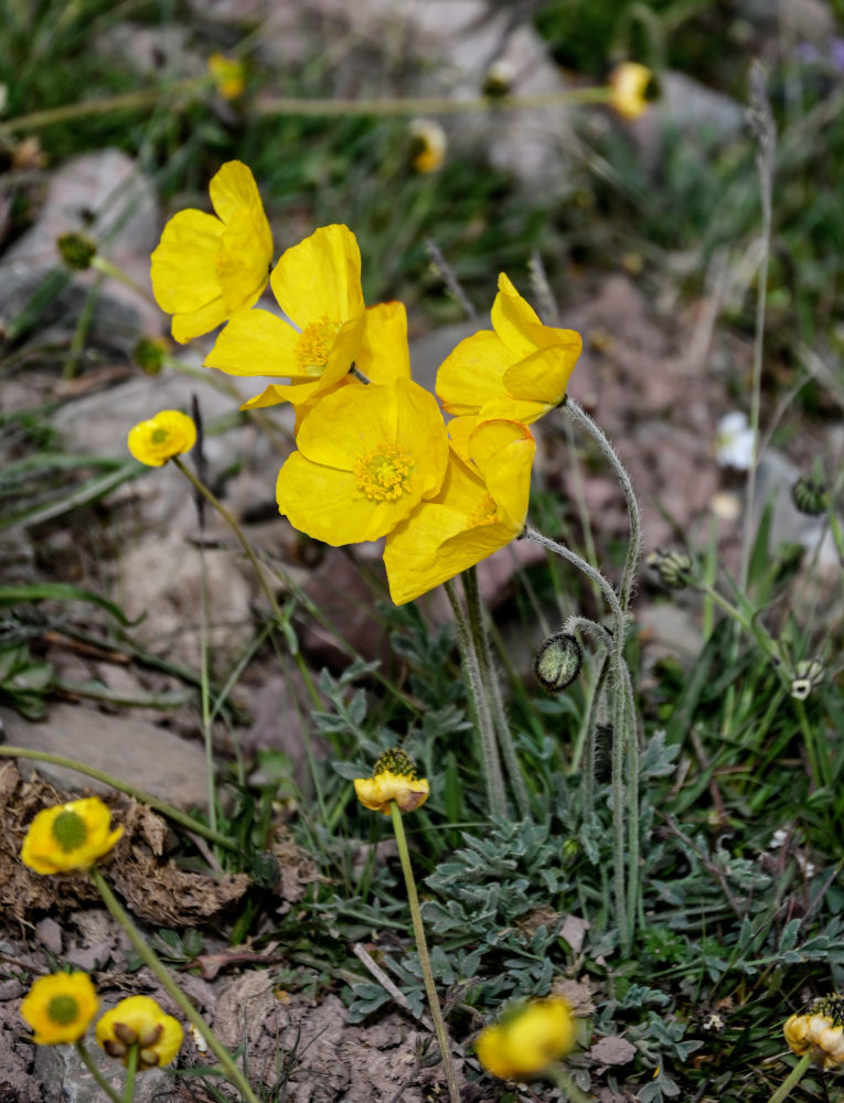 Изображение особи Papaver croceum.