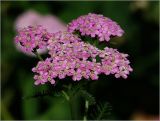 Achillea millefolium