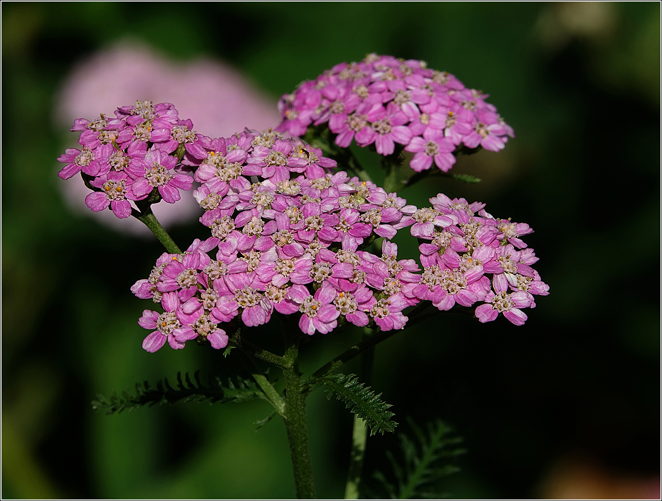 Image of Achillea millefolium specimen.