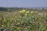 Scutellaria orientalis. Цветущее растение. Крым, г. Симферополь, окр. мкр-на Пневматика, кромка куэсты. 01.08.2022.