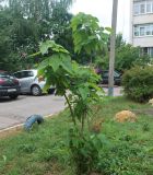 Catalpa bignonioides