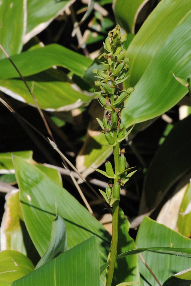 Изображение особи Platanthera tipuloides.