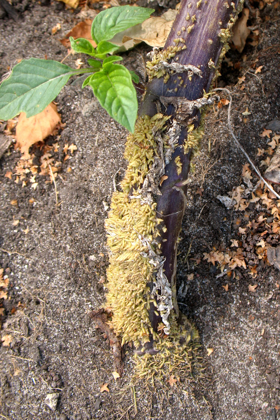 Image of Physalis ixocarpa specimen.