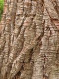 Sequoiadendron giganteum. Кора нижней части ствола. Южный Берег Крыма, Никитский ботанический сад. 13.10.2010.