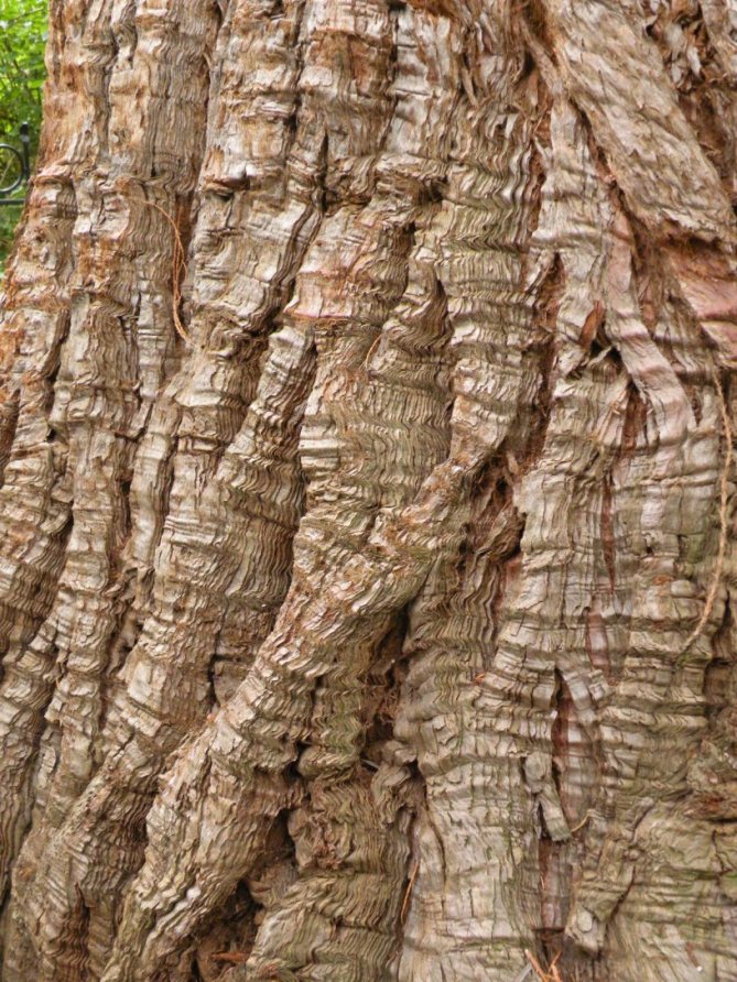 Изображение особи Sequoiadendron giganteum.