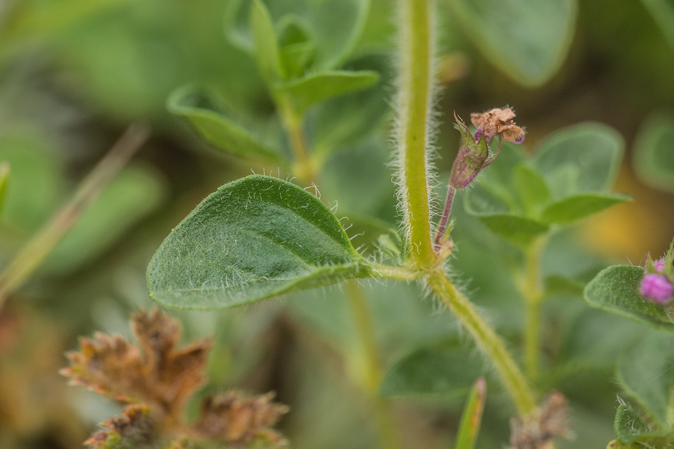 Изображение особи Thymus nummularius.