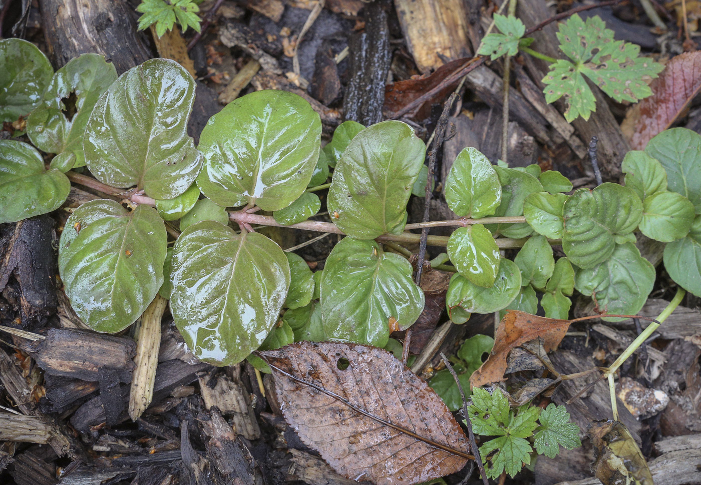 Изображение особи Lysimachia nummularia.