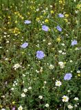 Linum austriacum