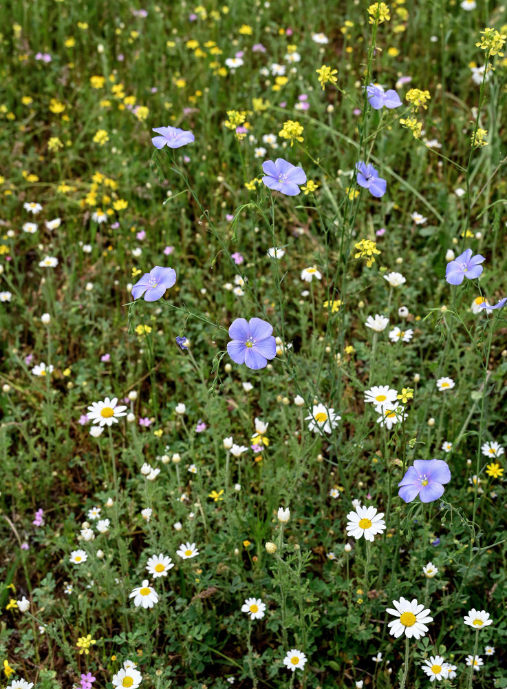 Изображение особи Linum austriacum.