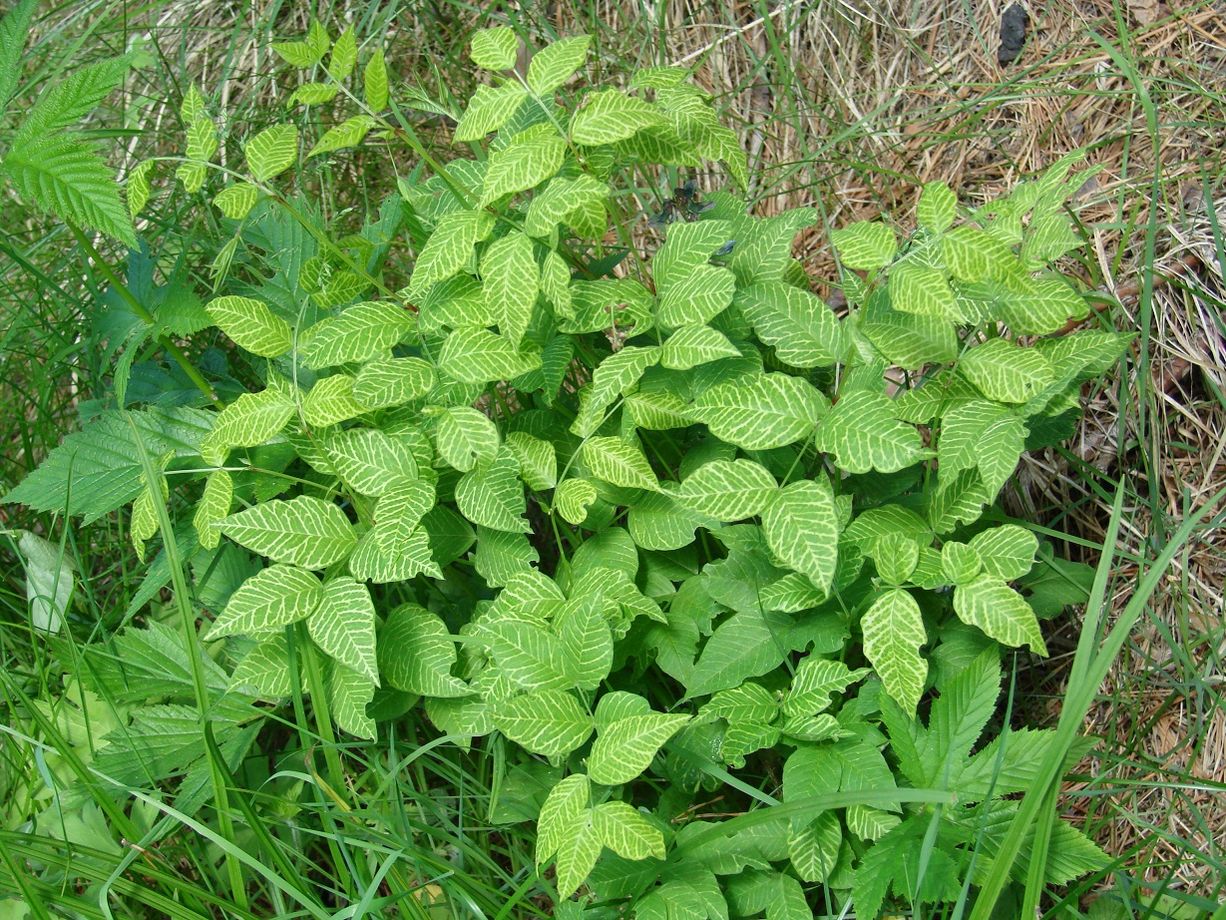 Изображение особи Vicia baicalensis.