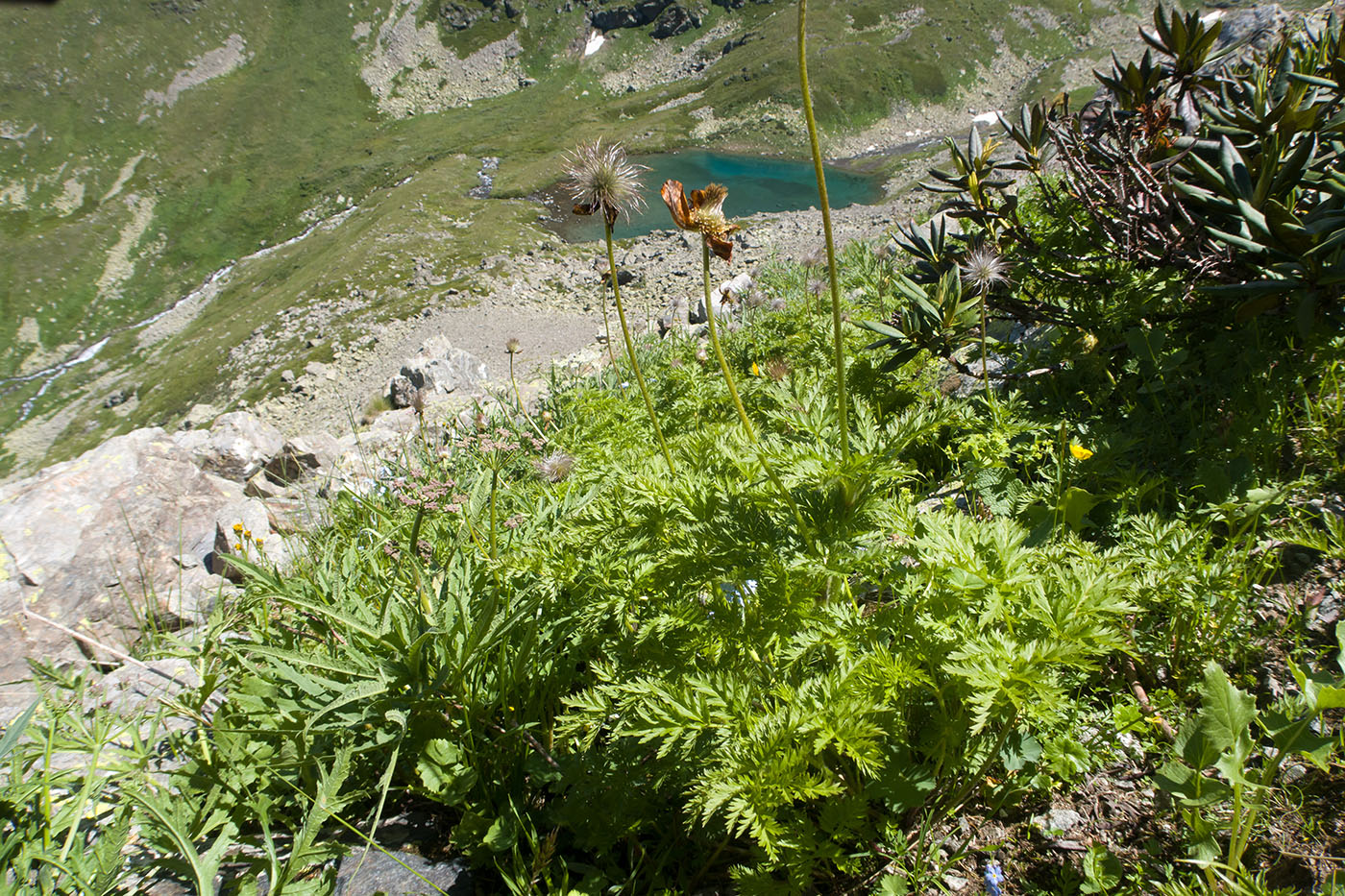 Image of Pulsatilla aurea specimen.