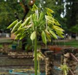 Agapanthus africanus. Верхушка плодоносящего растения. Республика Абхазия, Новый Афон, клумба в городском парке. 23.09.2022.