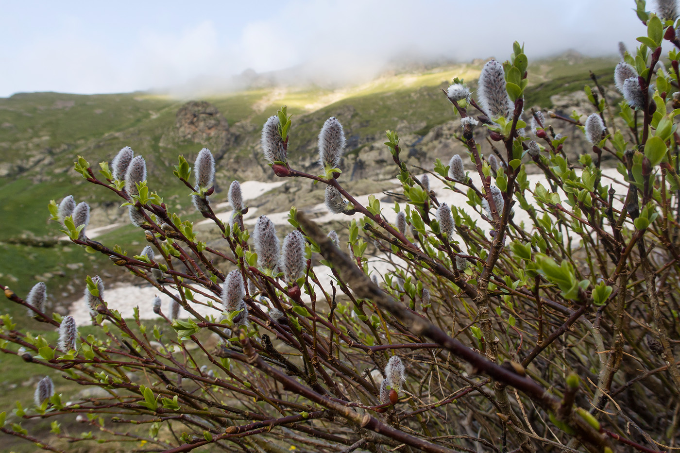 Image of genus Salix specimen.