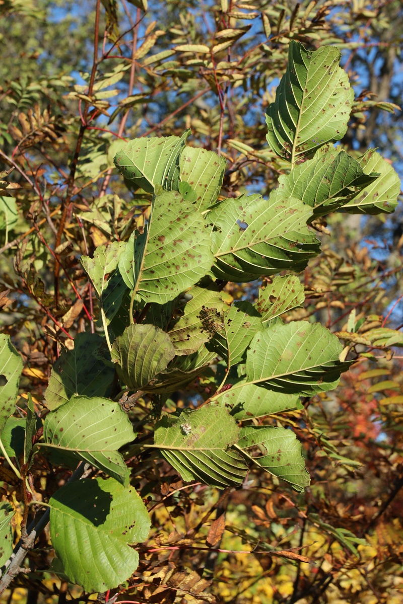 Image of Alnus glutinosa specimen.