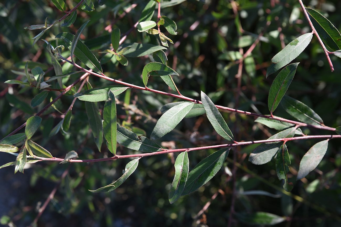 Image of genus Salix specimen.