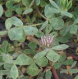 Trifolium hirtum. Часть растения с соцветием. Крым, городской округ Алушта, мыс Плака, сланцевый склон. 01 мая 2021 г.