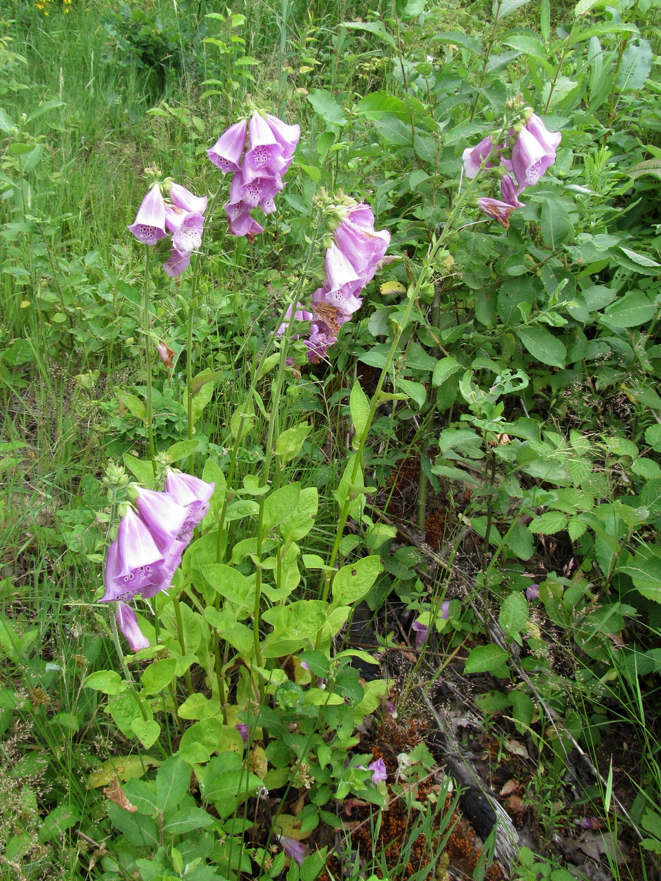 Image of Digitalis purpurea specimen.