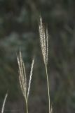 Bothriochloa ischaemum