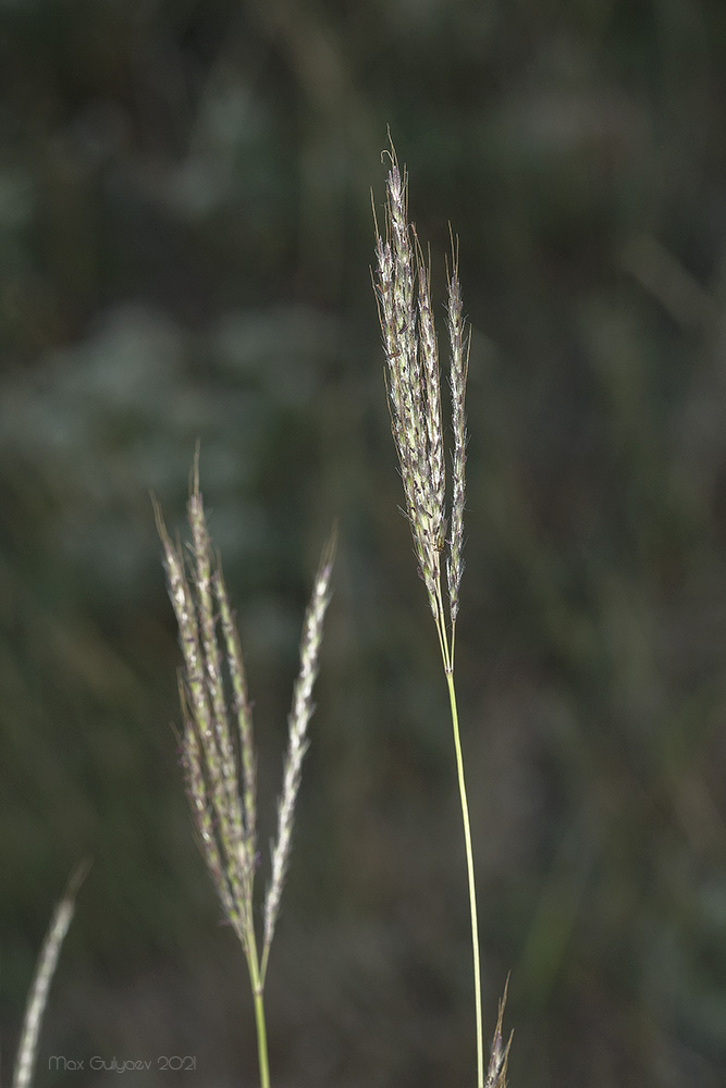 Image of Bothriochloa ischaemum specimen.