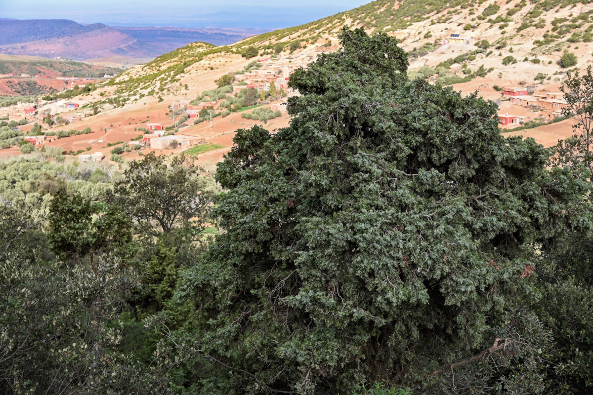 Изображение особи Juniperus oxycedrus.