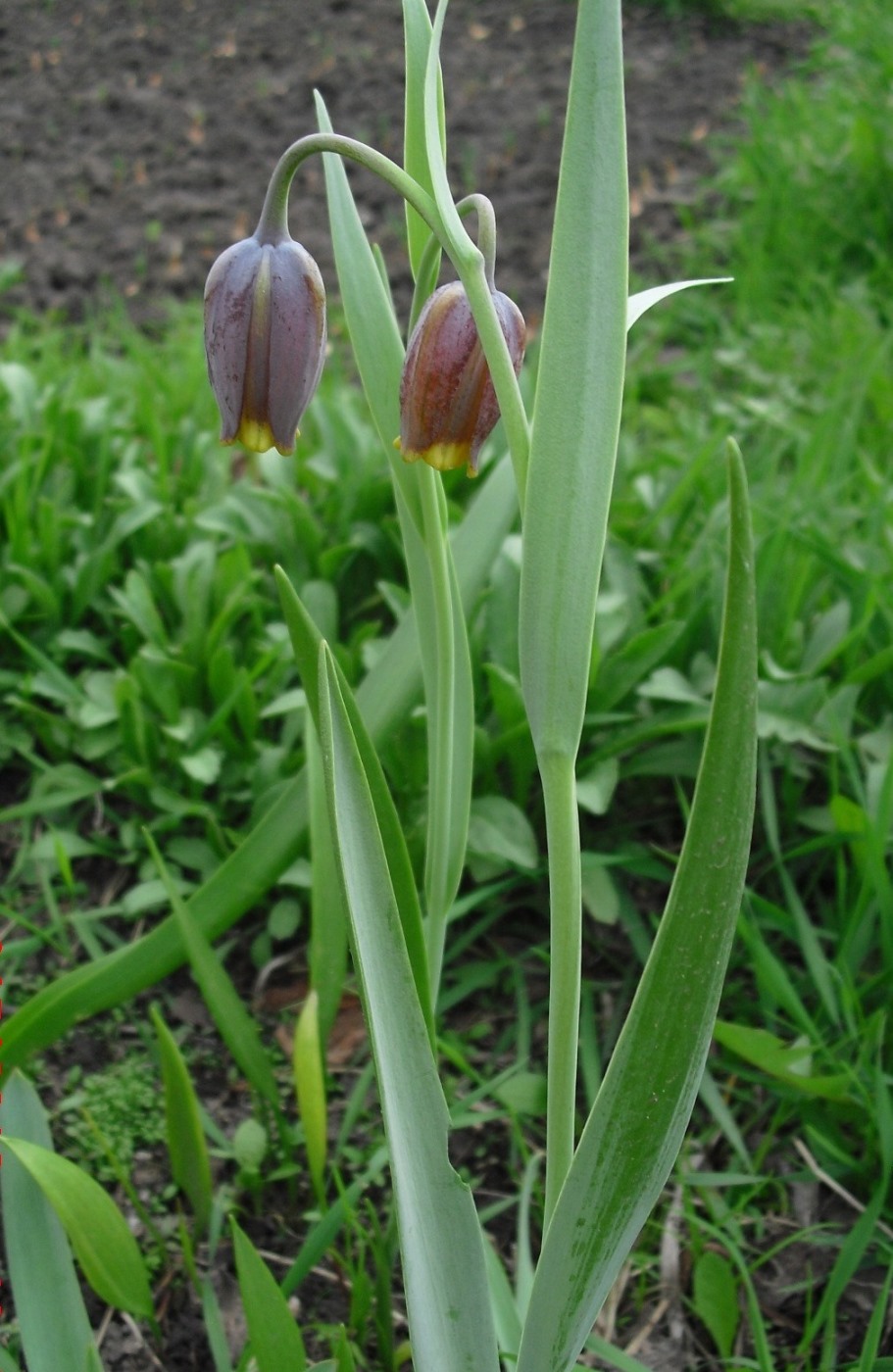 Изображение особи Fritillaria uva-vulpis.