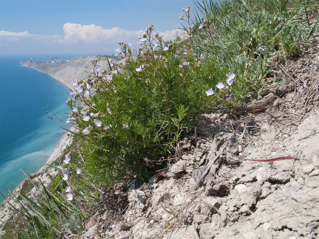 Image of Veronica filifolia specimen.